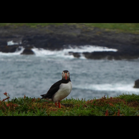 Meet your Posher, Aggie - Picture 1 of 2